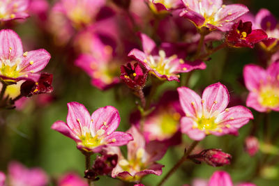 Close-up of pink flowering plants