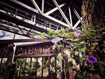 Low angle view of purple flowering plants in abandoned building