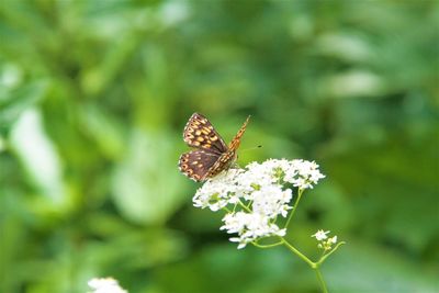 Close-up of butterfly pollinating on flower