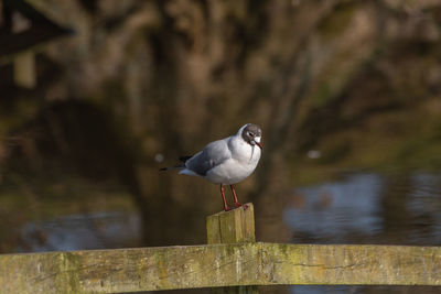 Seagull perching on wooden post