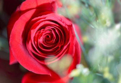 Close-up of red rose blooming outdoors