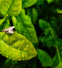 Close-up of insect on wet leaves during rainy season