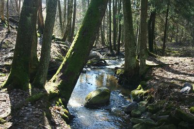 Scenic view of river amidst trees in forest