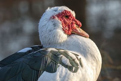 Muscovy duck on pond