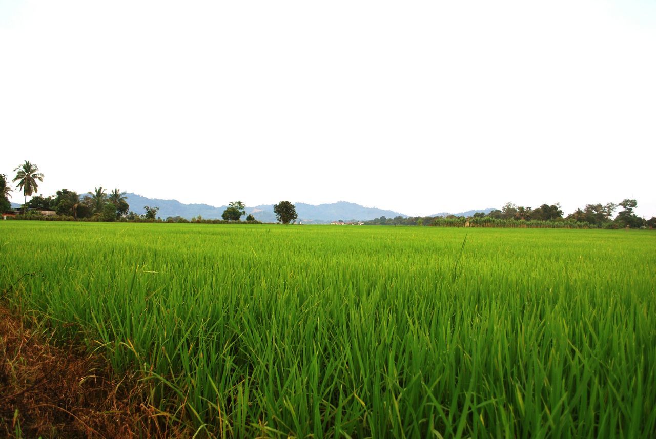 clear sky, copy space, field, landscape, tranquil scene, agriculture, tranquility, rural scene, grass, green color, beauty in nature, growth, scenics, nature, farm, crop, green, cultivated land, day, idyllic