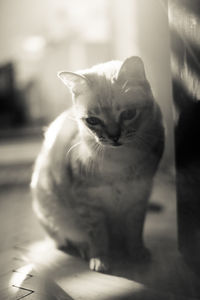 Close-up of cat