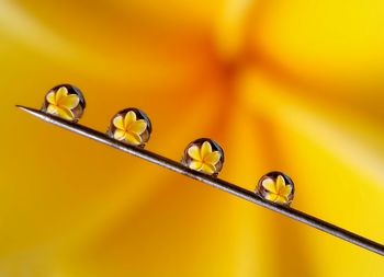 Close-up of dew drops on yellow leaf