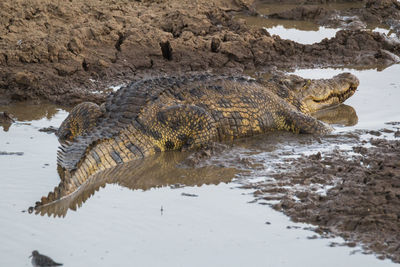 View of crocodile in river