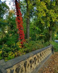 View of trees along plants