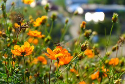 Close-up of butterfly pollinating on flower