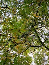 Low angle view of trees against sky