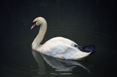 Swan floating on lake