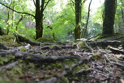 Surface level of trees and plants in forest