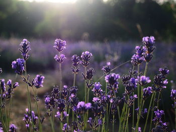 Close-up of purple flowers blooming in field