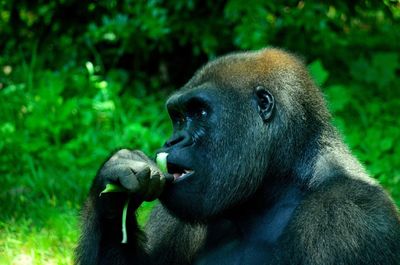 Close-up of a gorilla looking away