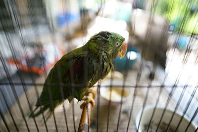 Close-up of parrot in cage