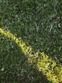 Full frame shot of plants on field