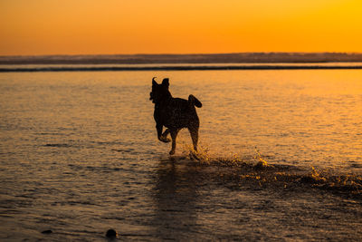 Dog running at beach against sky during sunset