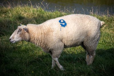 Sheep standing in a field