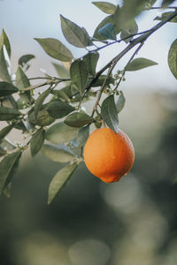 Orange fruits on tree