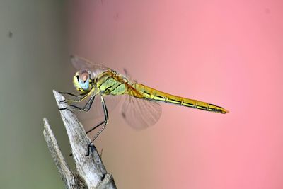 Close-up of dragonfly on plant against wall