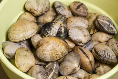 High angle view of shells