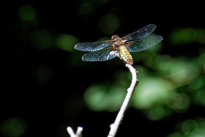 Close-up of dragonfly on leaf