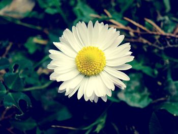 Close-up of white flower