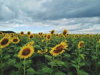 Yellow flowering plants on field against cloudy sky