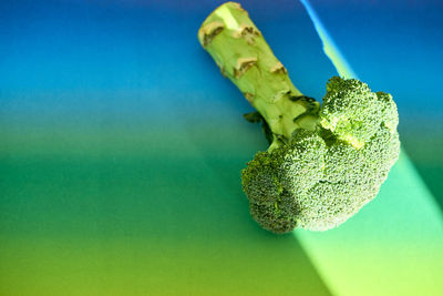 Close-up of broccoli against colored background