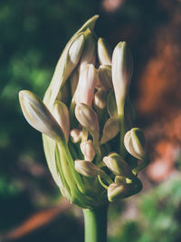 Close-up of flowering plant