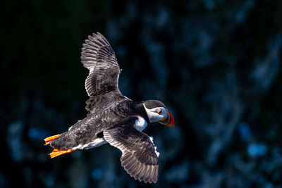 Single portrait puffin flying soaring and gliding on a cliff face on rugged uk coastline