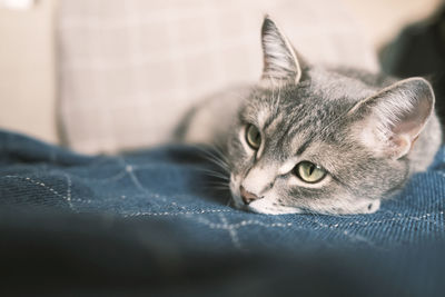 Close-up portrait of cat