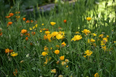 Close-up of yellow flowering plants on land