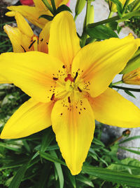 Close-up of yellow flower