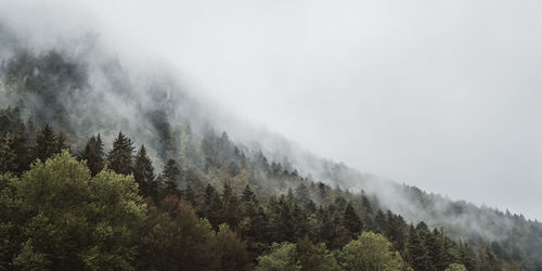 Pine trees in forest against sky