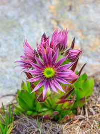 Close-up of pink flower