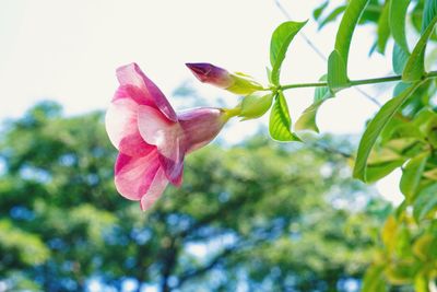 Low angle view of hibiscus blooming against sky