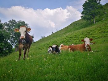 Cows on field against sky