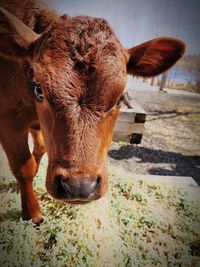 Close-up of cow