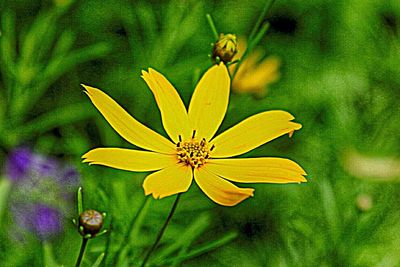 Close-up of yellow flower