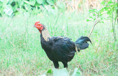 Rooster on grass