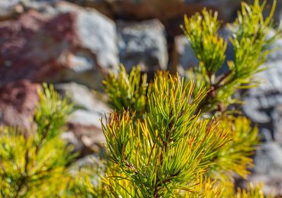 Close-up of pine tree