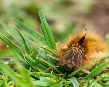Closeup on a hairy drinker moth caterpillar, euthrix potatoria crawling in the grass