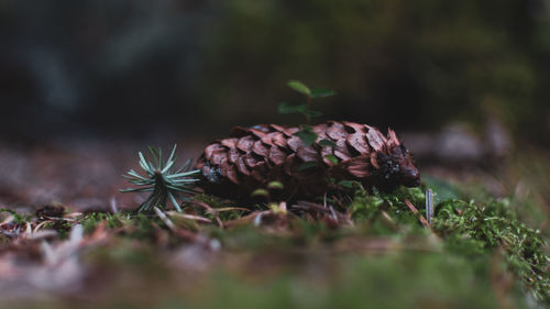 Close-up of pine cone on field