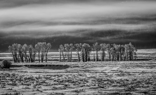 Trees on field against sky