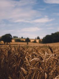 Wheat crops growing against sky