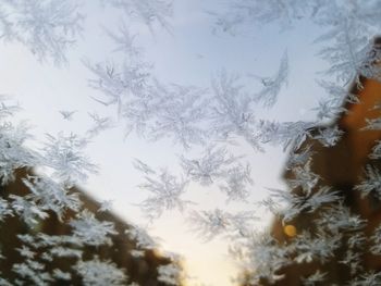 Close-up of frozen tree against sky