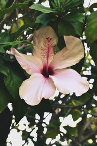 Close-up of pink hibiscus blooming outdoors