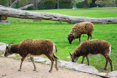 Sheep grazing on field